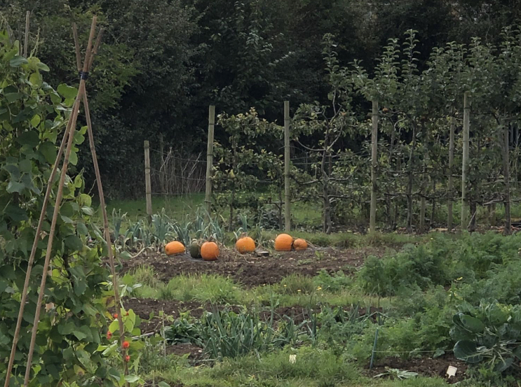 pumpkinm patch